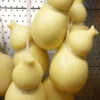 Piccolo's Fresh Scamorza (Aprrox. 1.25 Lb.)